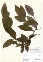 藏品(牛樟)的圖片